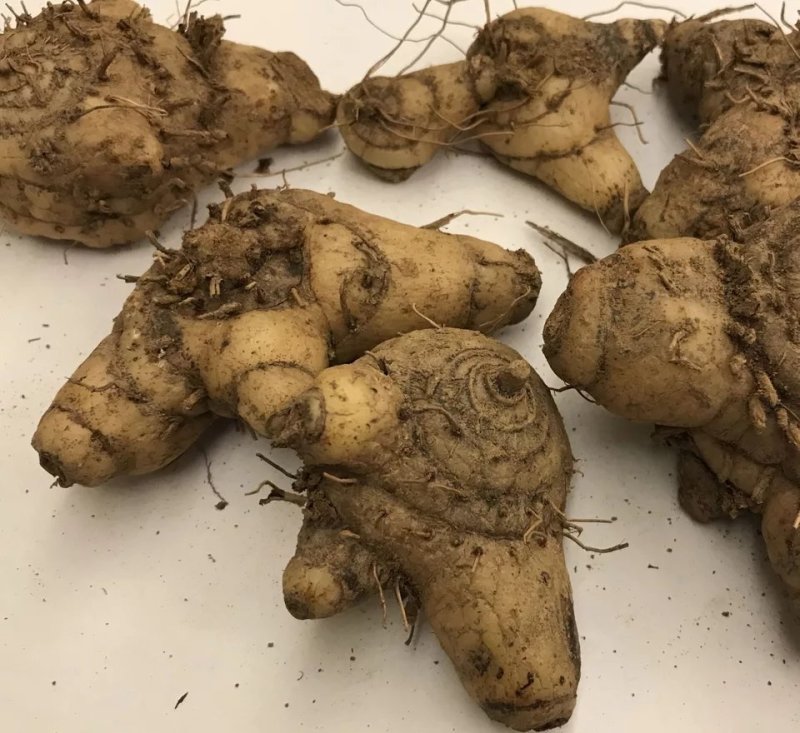 紫花三叉白芨