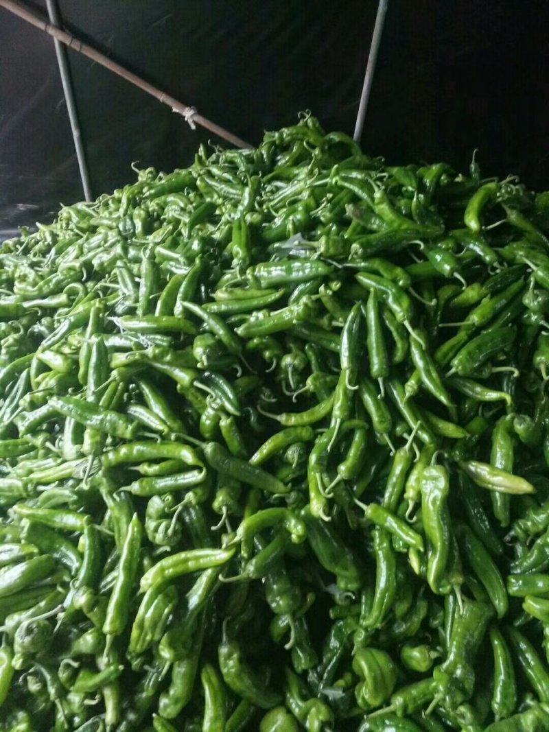 鲜辣椒