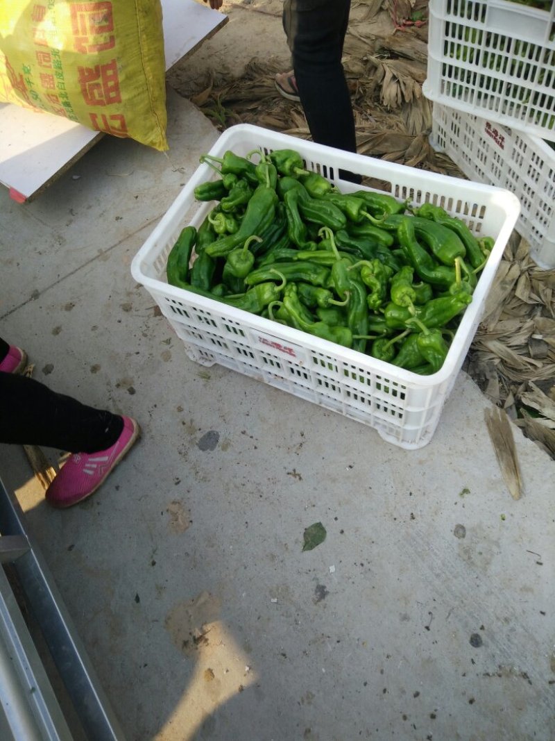 鲜辣椒