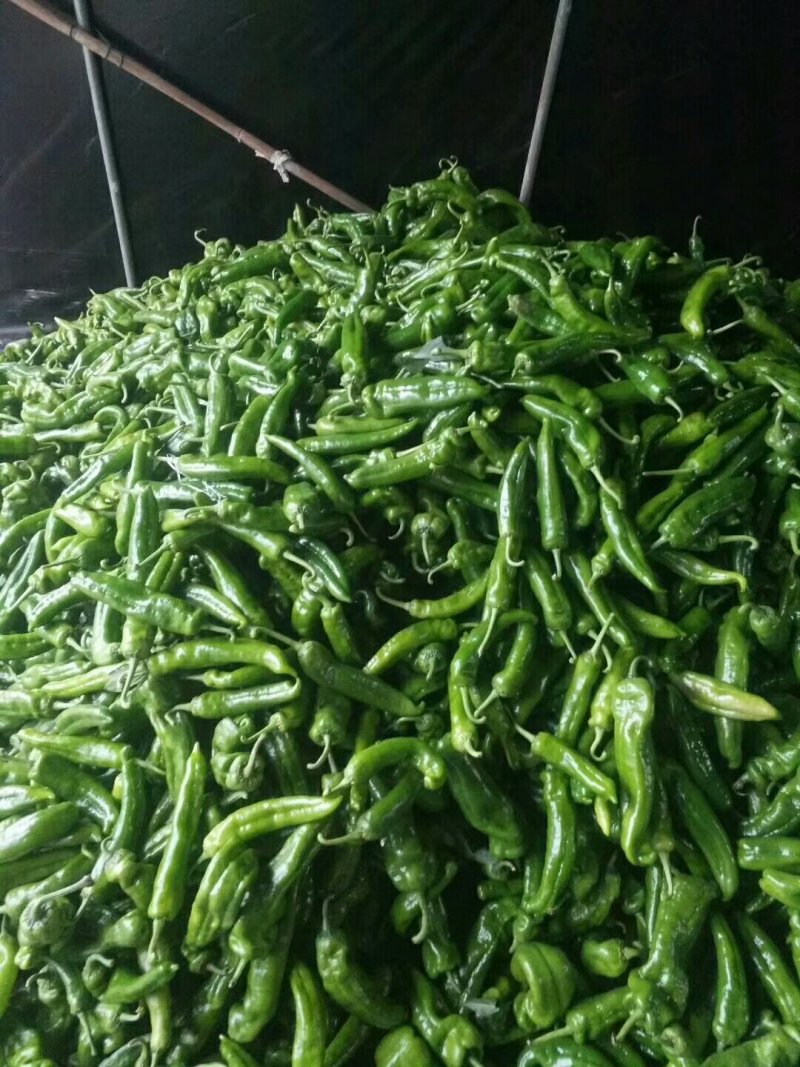 鲜辣椒