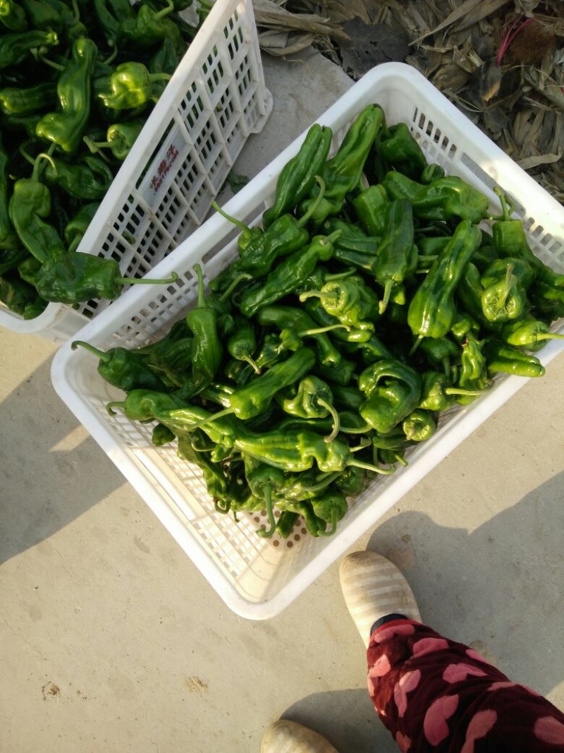 薄皮辣椒