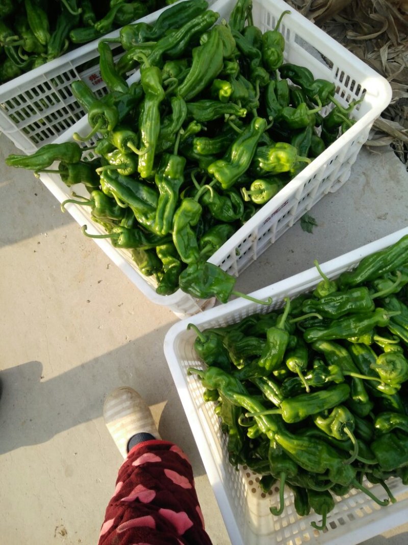 薄皮辣椒