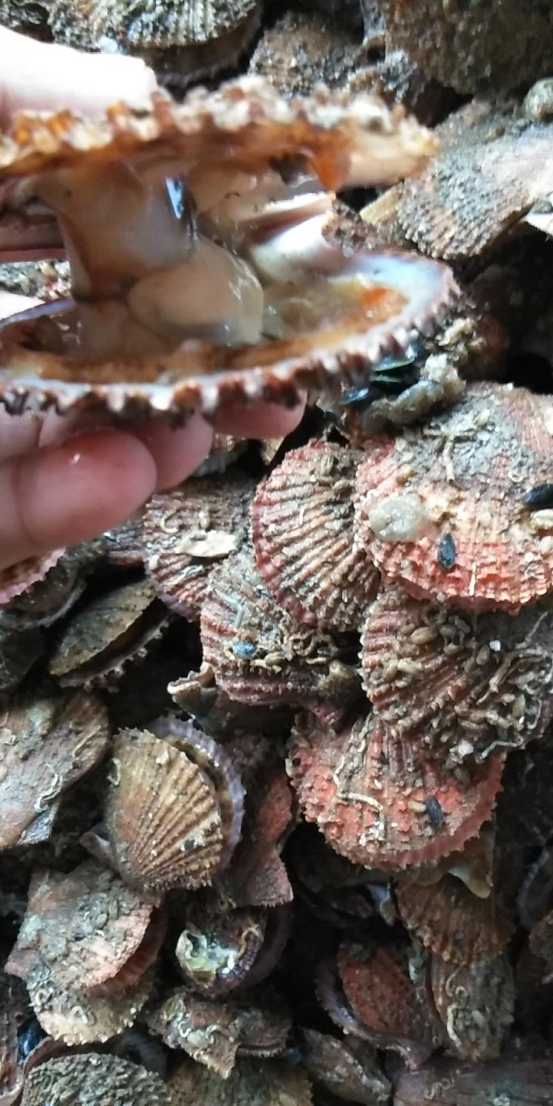 小红扇贝