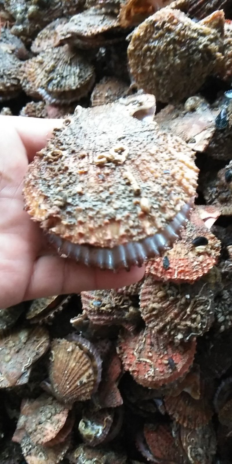 小红扇贝
