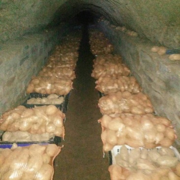 北京553红薯553红薯沙土地红薯