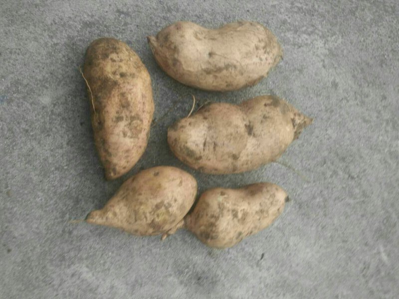 北京553红薯553红薯沙土地红薯