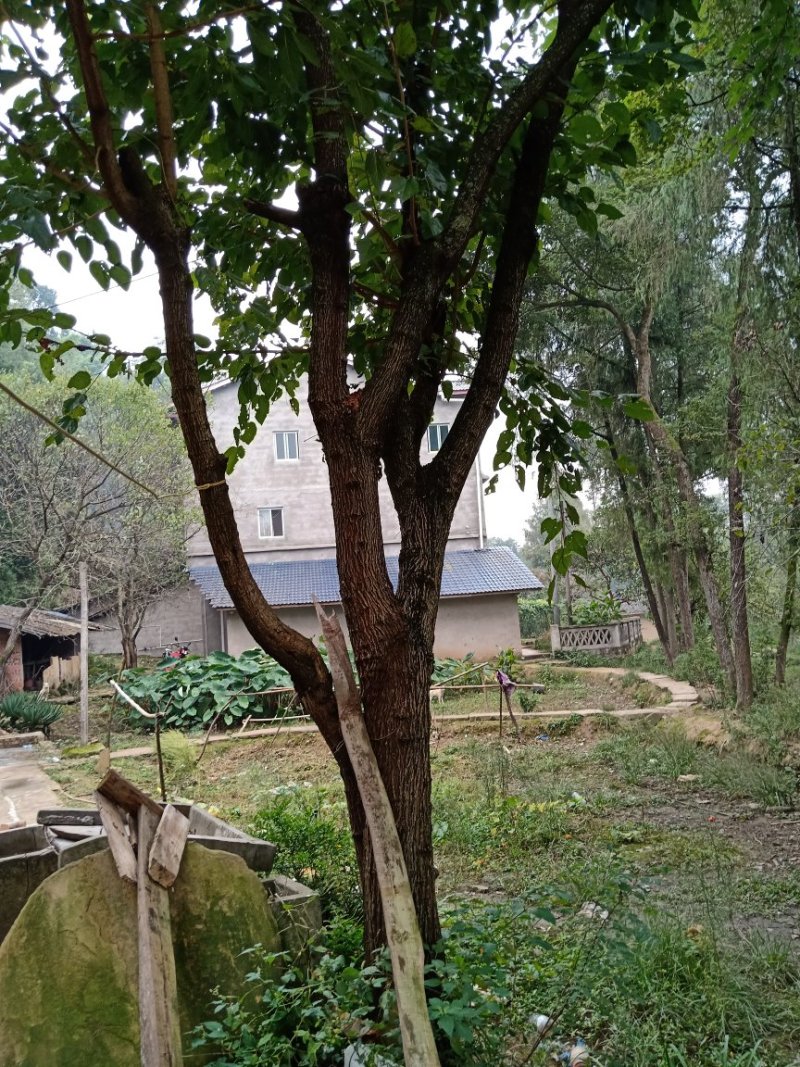 桑树