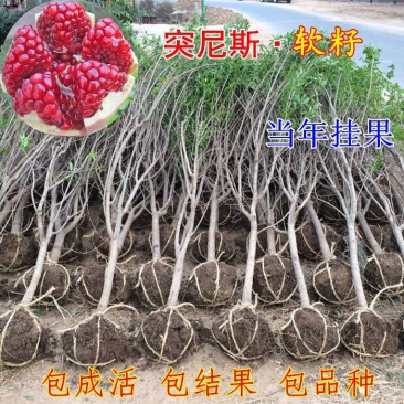 石榴苗南北方好种植耐寒树苗