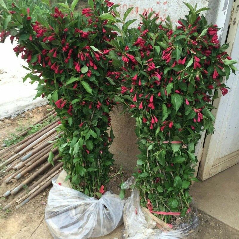四季耐寒好种植绿化工程苗红王子锦带