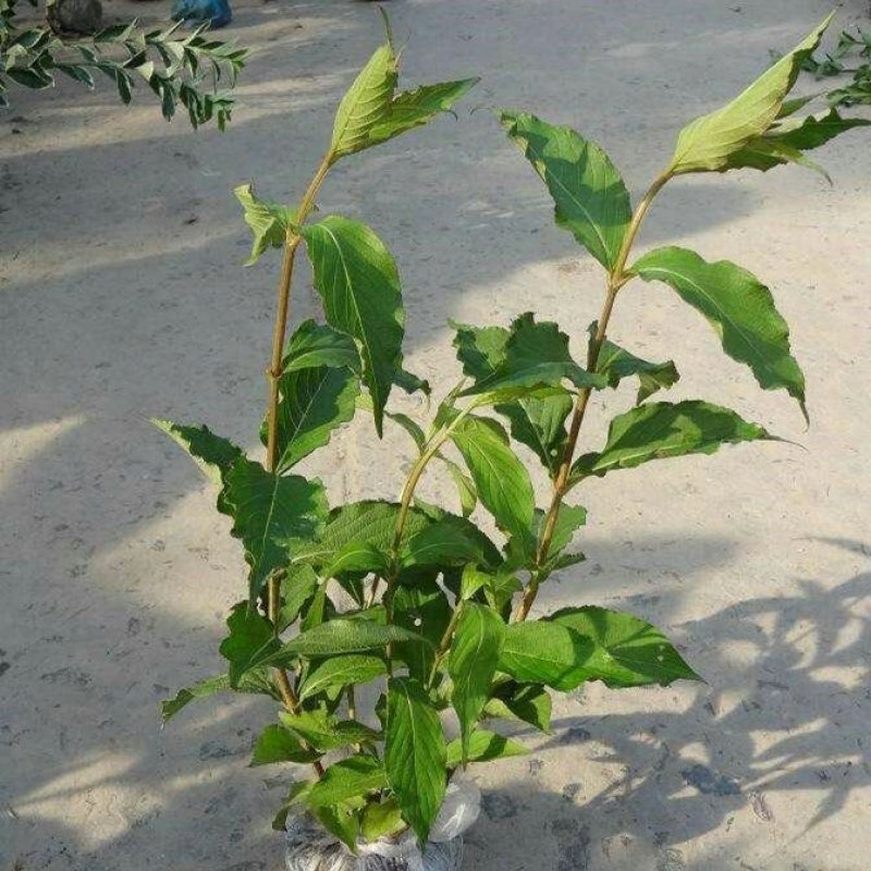 四季耐寒好种植绿化工程苗红王子锦带