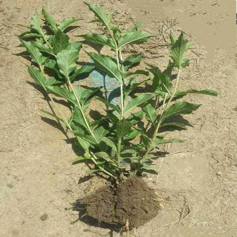 四季耐寒好种植绿化工程苗红王子锦带