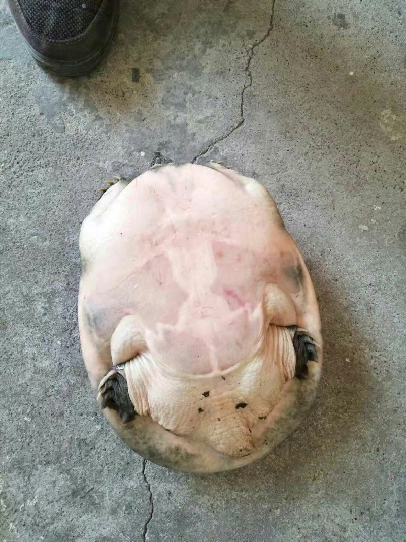 野生甲鱼