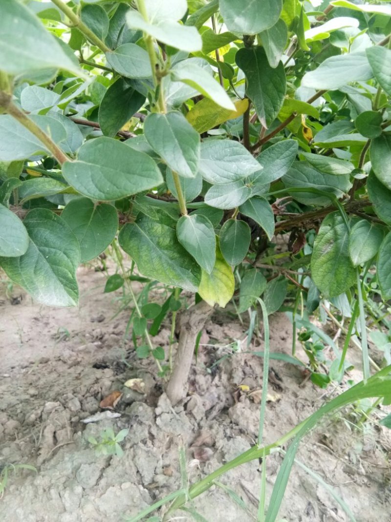 四季金银花苗子大量供应大小都有