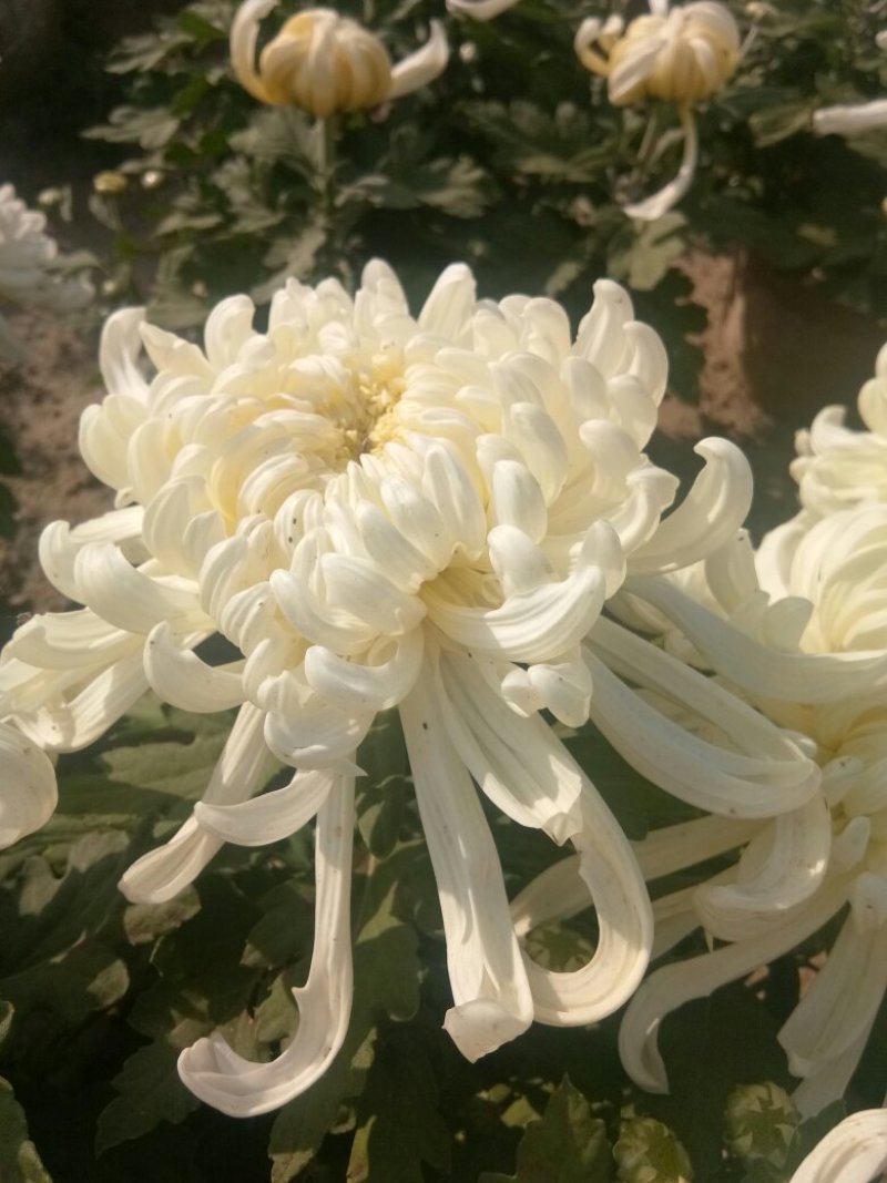 菊花