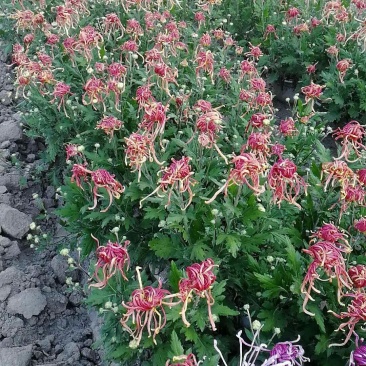菊花