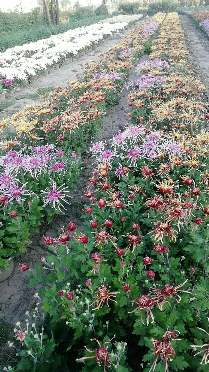 菊花