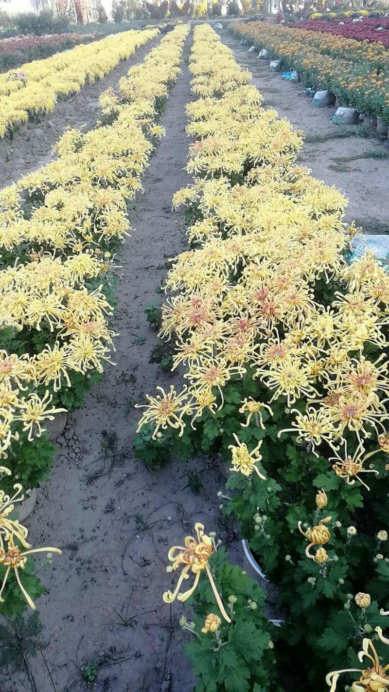 菊花