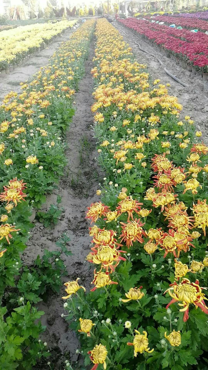 菊花