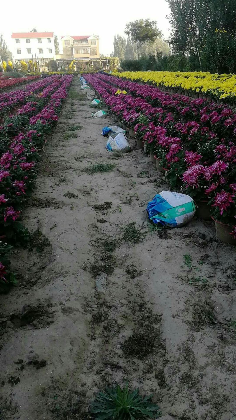 菊花
