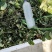 草莓苗，红颜草莓苗，甜查理草莓苗，达赛布莱特草莓苗