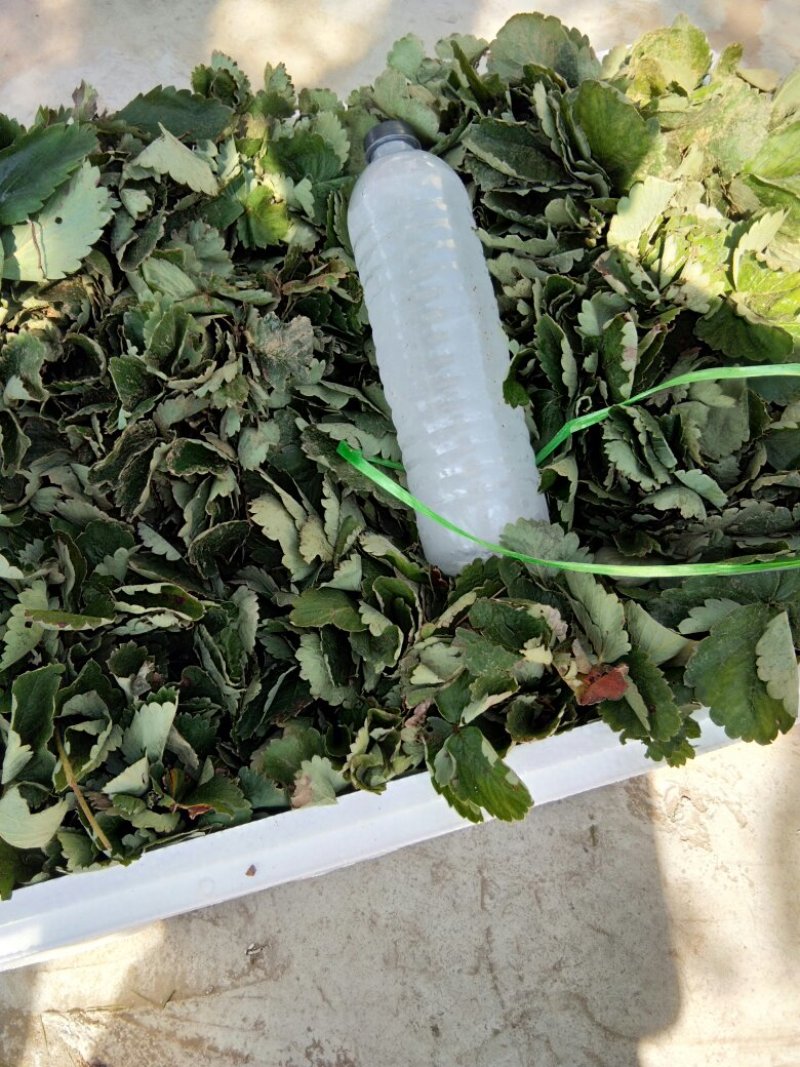 草莓苗，红颜草莓苗，甜查理草莓苗，达赛布莱特草莓苗