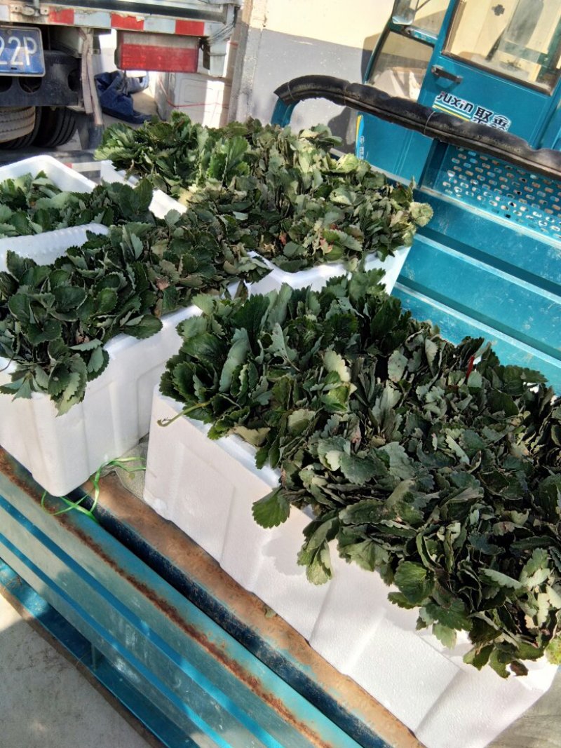 草莓苗，红颜草莓苗，甜查理草莓苗，达赛布莱特草莓苗