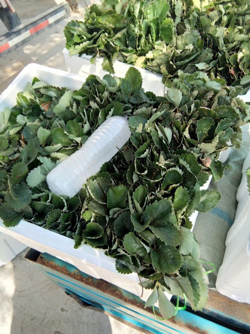 草莓苗，红颜草莓苗，甜查理草莓苗，达赛布莱特草莓苗