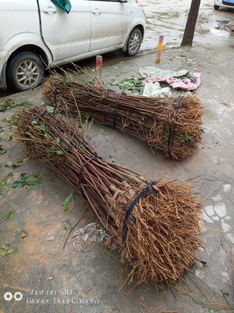 河南玉兰苗，红玉兰苗，红黄白紫玉兰树苗，
