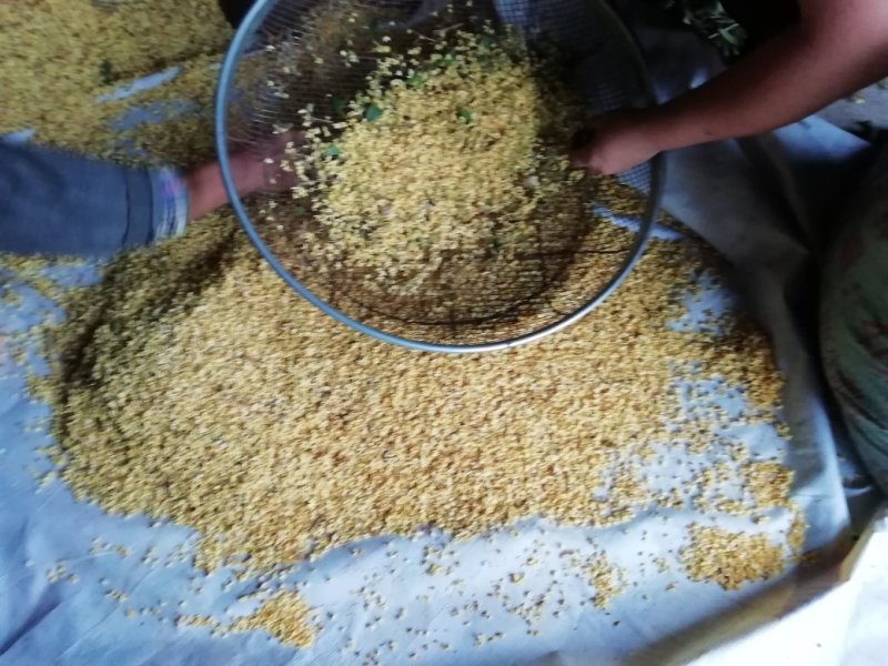 鲜桂花