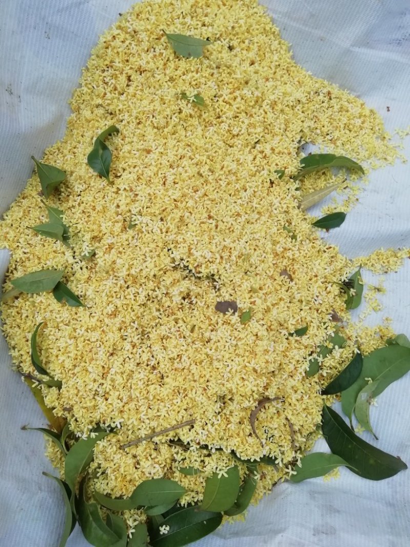 鲜桂花