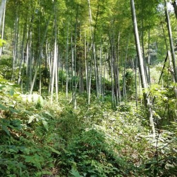 楠竹6寸到13寸，八九米长，尾径4公分。野葡萄攀