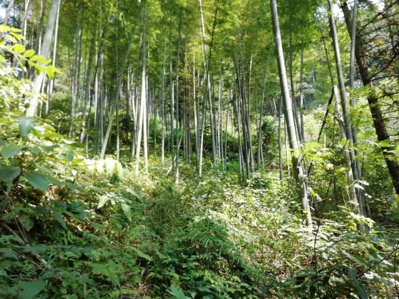 楠竹6寸到13寸，八九米长，尾径4公分。野葡萄攀