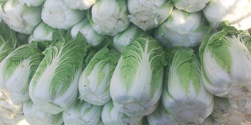大白菜、黄心大白菜，玲珑黄白菜，产地批发，价格从优