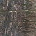 底价出售6公分红叶李