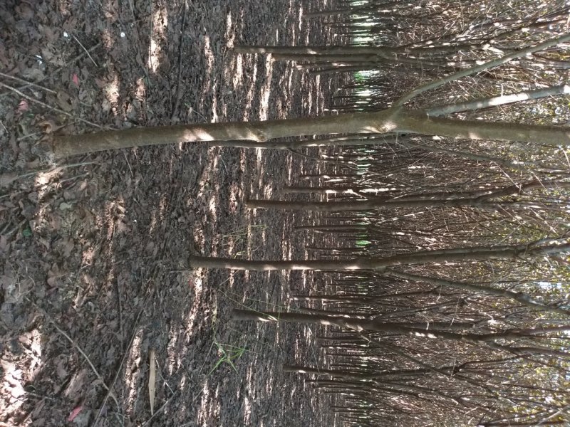 底价出售6公分红叶李