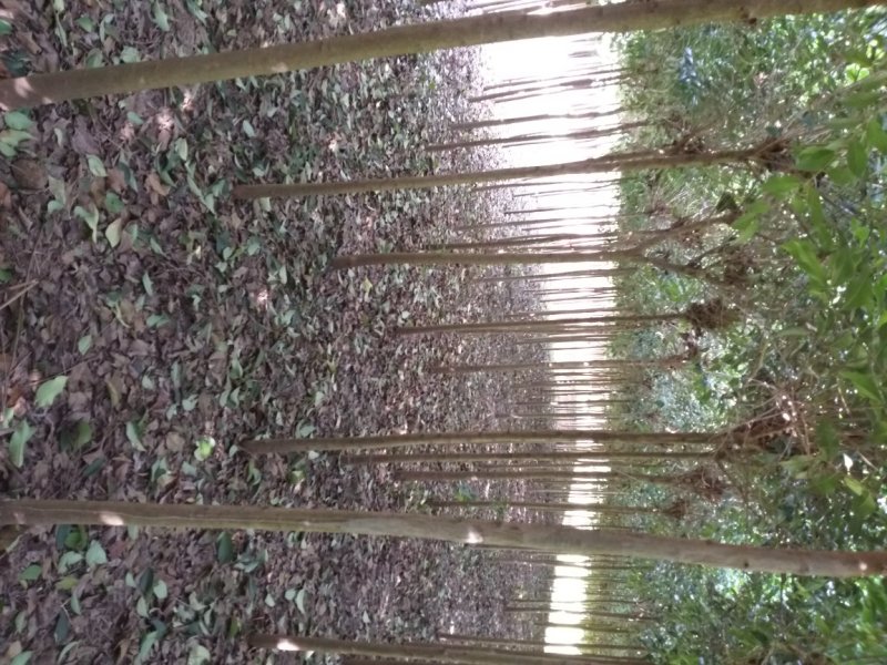 出售高杆女贞