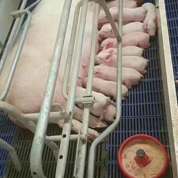【热销】二元母猪种大型猪场对外出售代孕母猪杜洛克种猪