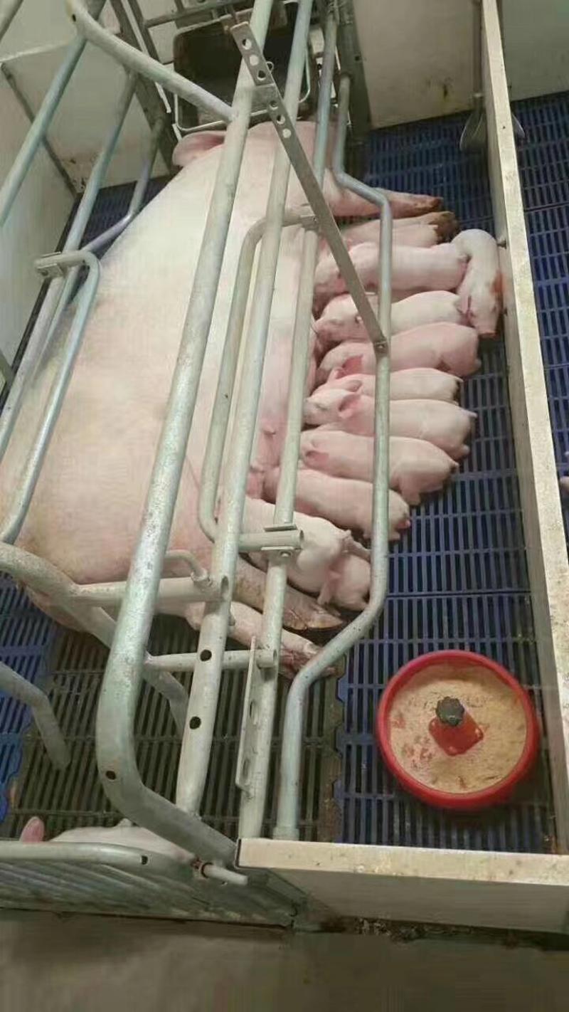 【热销】二元母猪种大型猪场对外出售代孕母猪杜洛克种猪