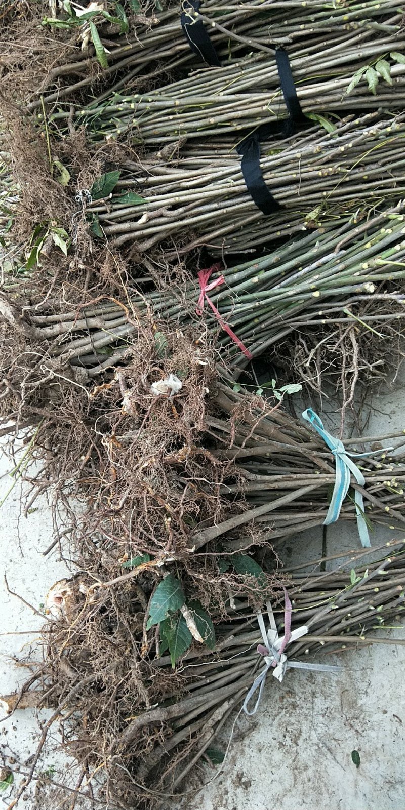 优质香椿苗大量出售，欢迎大家购买