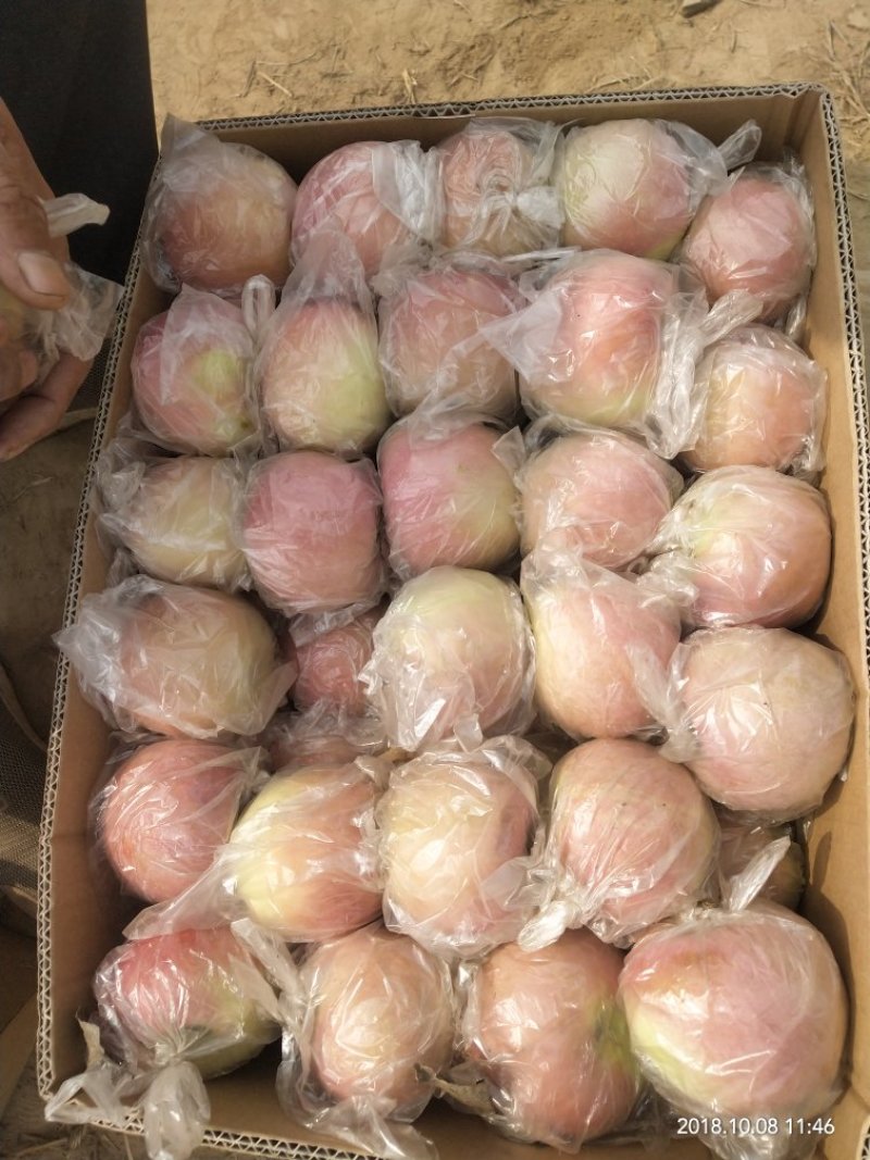 红富士苹果70mm以上精品膜袋红富士