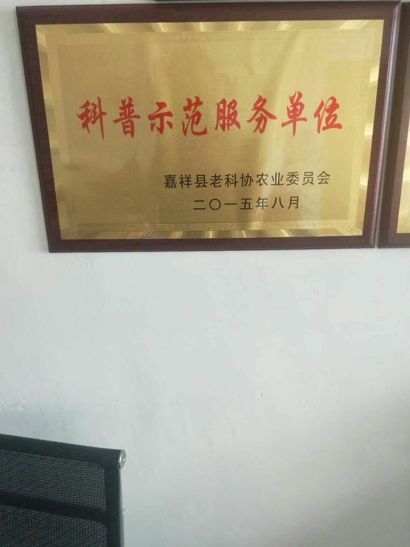 洋葱苗二红洋葱苗黄皮洋葱苗基地直供包回收