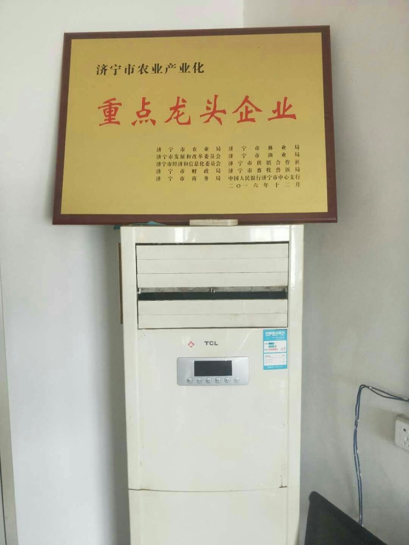 洋葱苗二红洋葱苗黄皮洋葱苗基地直供包回收
