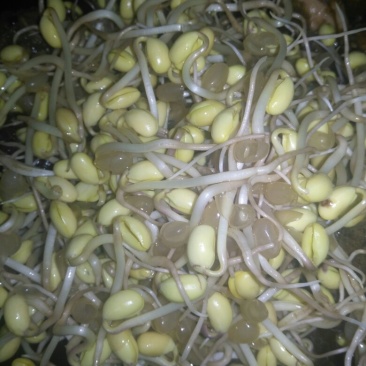 无公害有机豆芽