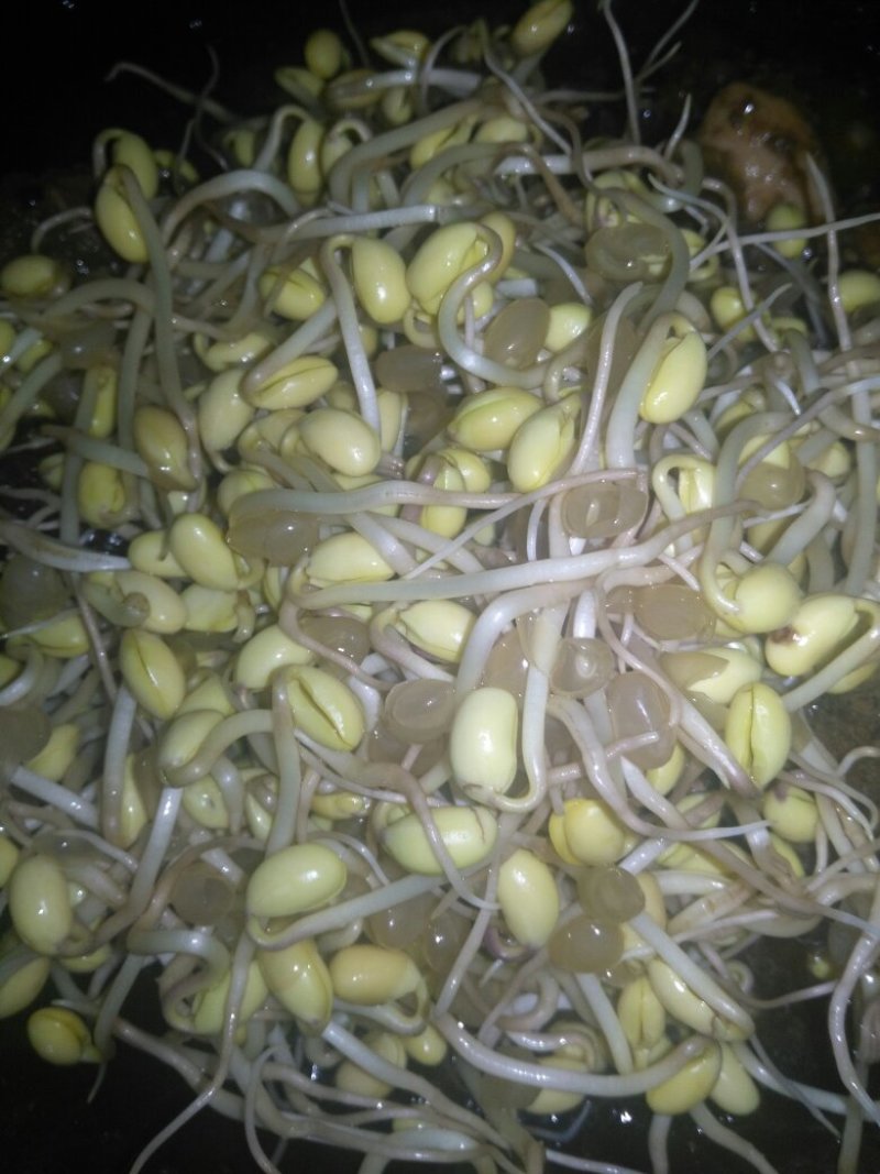 无公害有机豆芽