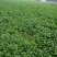 大叶香菜25公分左右