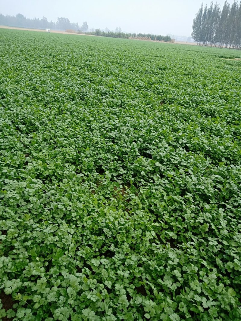 大叶香菜25公分左右