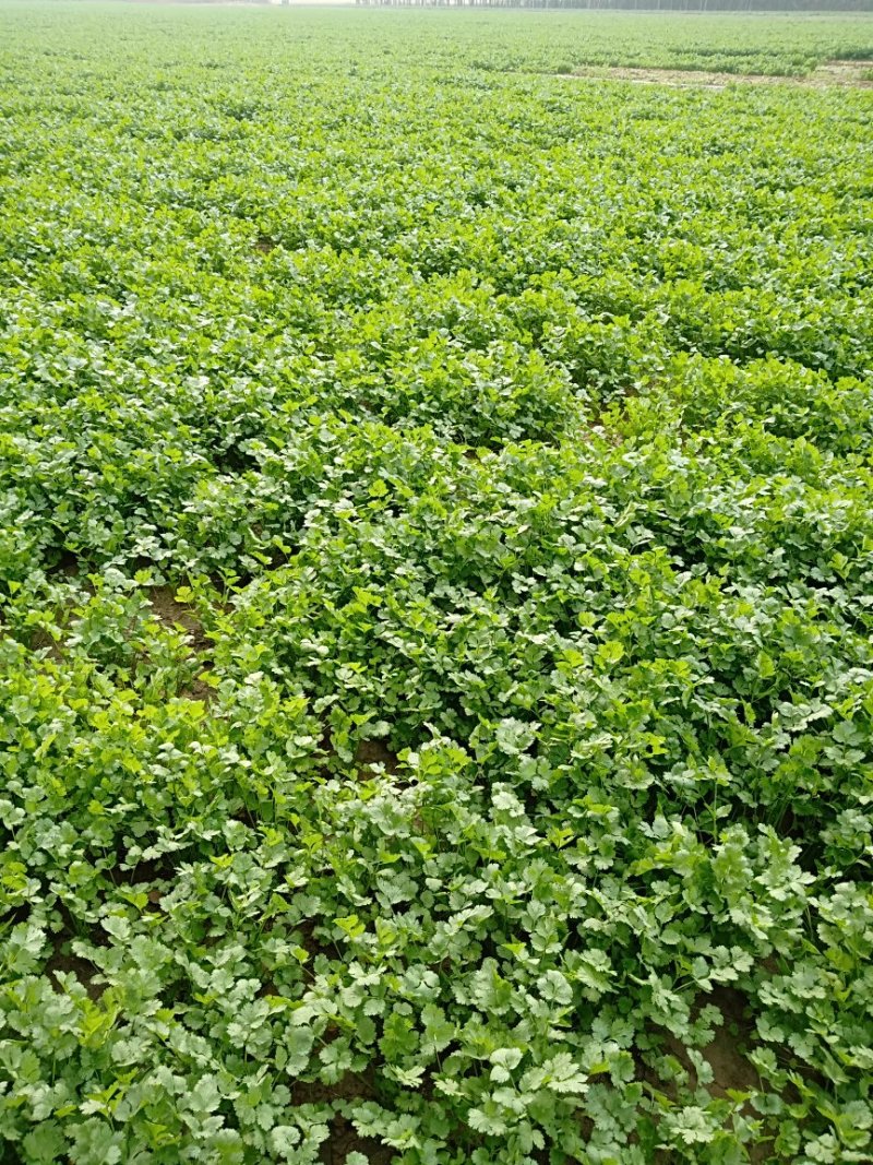 大叶香菜25公分左右