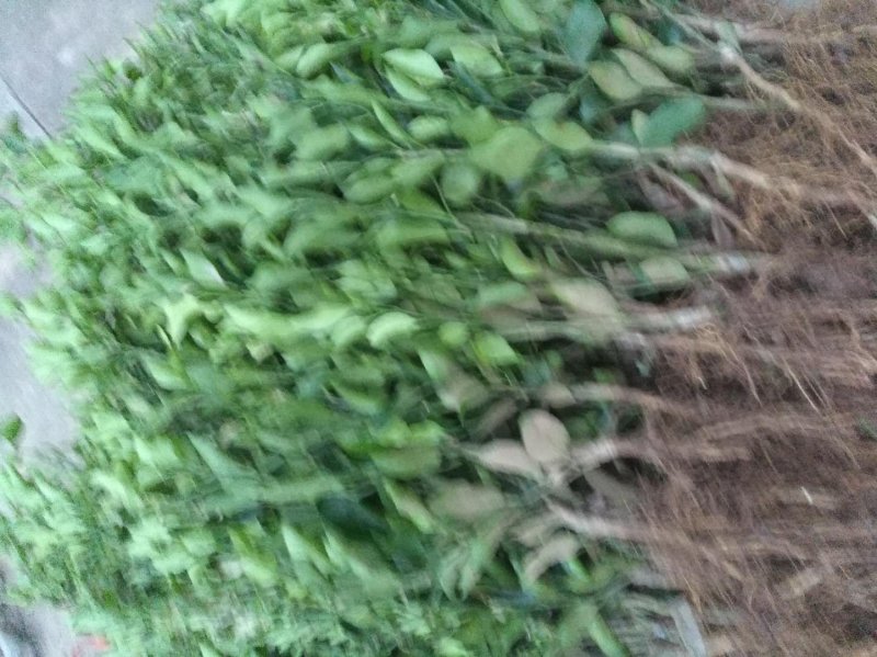 出售沃柑，耙耙柑，大雅，金秋柑橘苗