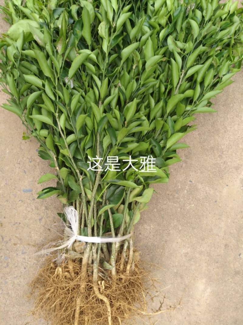 出售沃柑，耙耙柑，大雅，金秋柑橘苗
