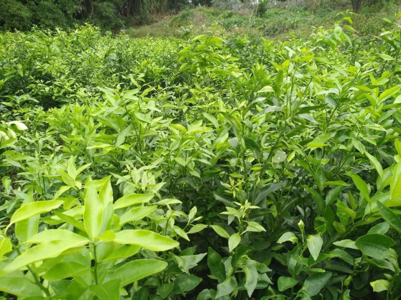 出售沃柑，耙耙柑，大雅，金秋柑橘苗